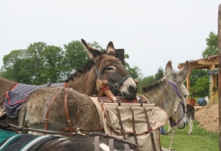  Los burros del centro 